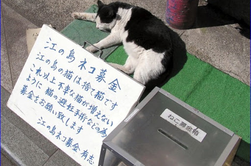 江の島ネコ募金