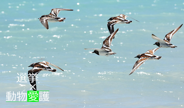動物愛護x選挙 海上を飛ぶ鳥たち