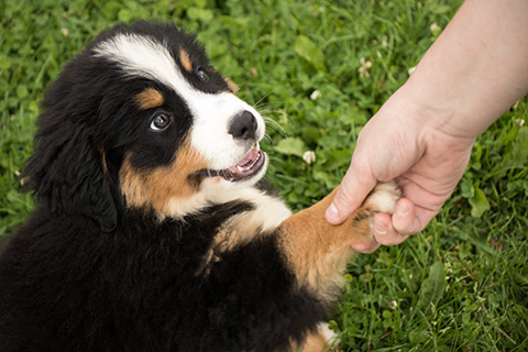 一番大切な事 人と手を取り合う犬