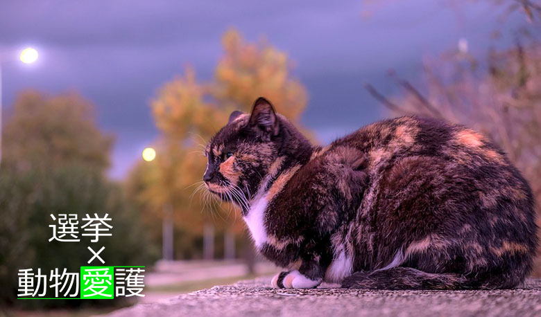 動物愛護x選挙 たたずむ三毛猫