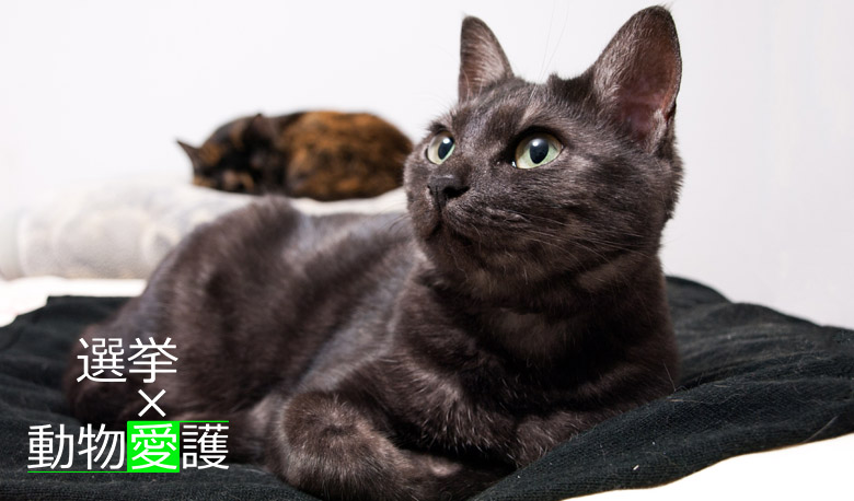 動物愛護x選挙 ベッドでくつろぐ２匹の黒い猫
