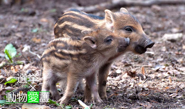 動物愛護x選挙 2匹のいのしし