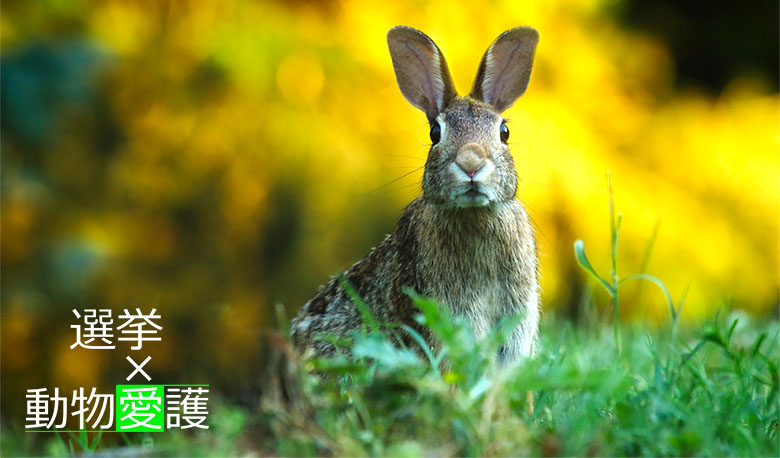 動物愛護x選挙 野うさぎ