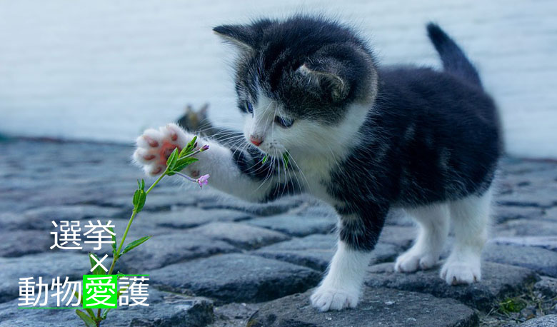 犬と猫 動物愛護x選挙